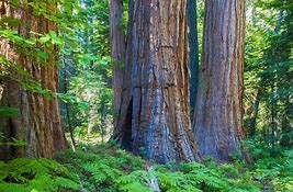 grove of trees
